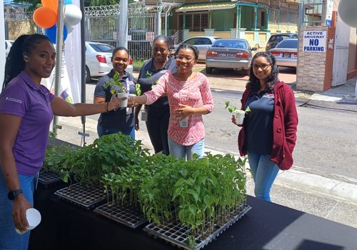 Seedlings 1